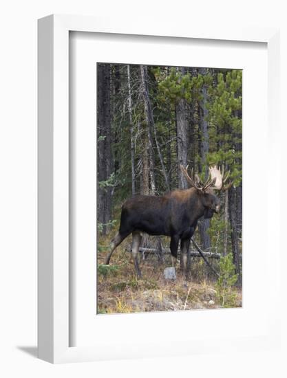 Shiras Bull Moose-Ken Archer-Framed Photographic Print