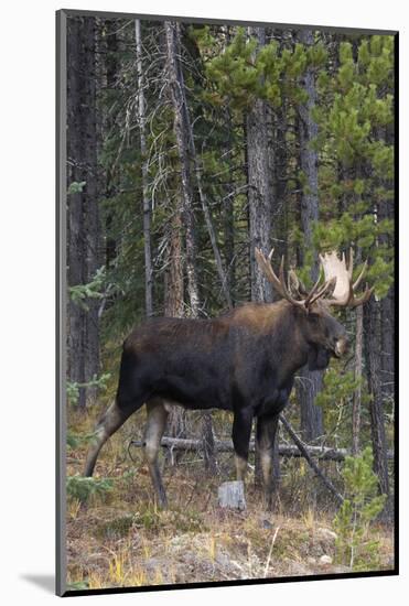 Shiras Bull Moose-Ken Archer-Mounted Photographic Print