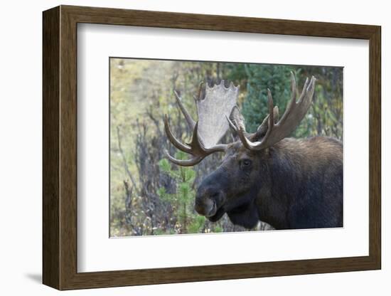 Shiras Bull Moose-Ken Archer-Framed Photographic Print