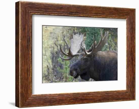 Shiras Bull Moose-Ken Archer-Framed Photographic Print