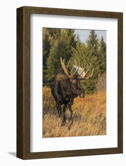 Shiras bull moose-Ken Archer-Framed Photographic Print