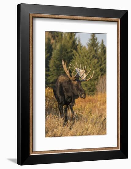 Shiras bull moose-Ken Archer-Framed Photographic Print