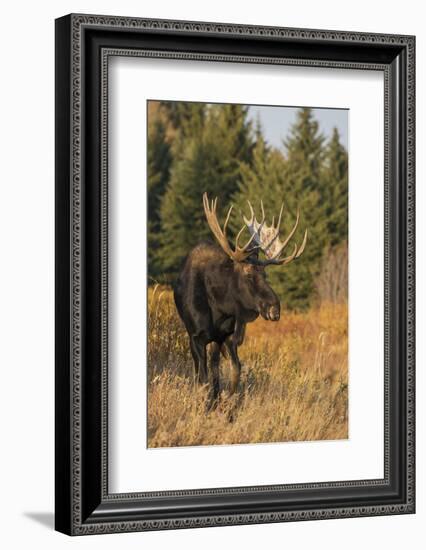 Shiras bull moose-Ken Archer-Framed Photographic Print