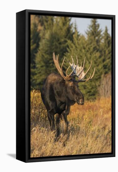 Shiras bull moose-Ken Archer-Framed Premier Image Canvas