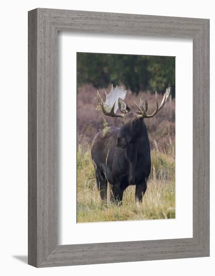 Shiras bull moose-Ken Archer-Framed Photographic Print