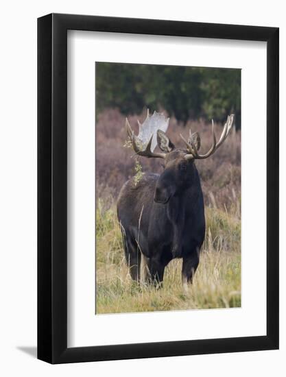 Shiras bull moose-Ken Archer-Framed Photographic Print