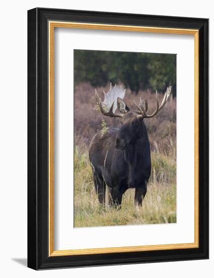 Shiras bull moose-Ken Archer-Framed Photographic Print