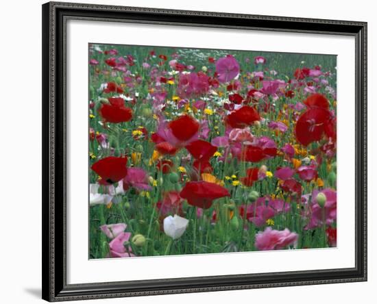 Shirley Mixed and California Poppy Field in Sequim, Washington, USA-Jamie & Judy Wild-Framed Photographic Print