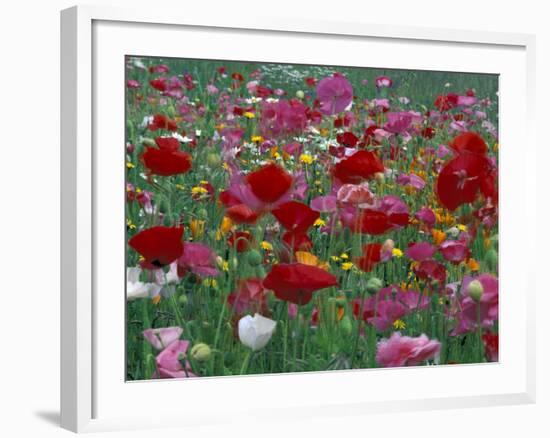 Shirley Mixed and California Poppy Field in Sequim, Washington, USA-Jamie & Judy Wild-Framed Photographic Print