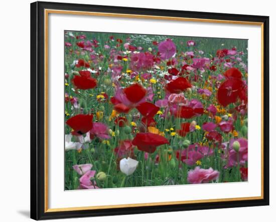 Shirley Mixed and California Poppy Field in Sequim, Washington, USA-Jamie & Judy Wild-Framed Photographic Print