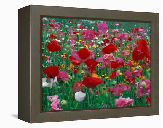 Shirley Mixed and California Poppy Field, Washington, USA-Jamie & Judy Wild-Framed Premier Image Canvas