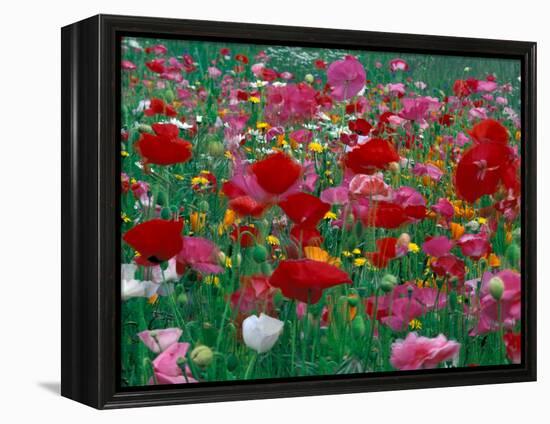 Shirley Mixed and California Poppy Field, Washington, USA-Jamie & Judy Wild-Framed Premier Image Canvas