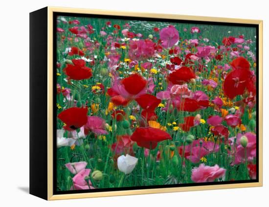 Shirley Mixed and California Poppy Field, Washington, USA-Jamie & Judy Wild-Framed Premier Image Canvas