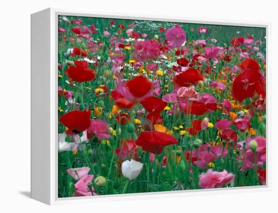 Shirley Mixed and California Poppy Field, Washington, USA-Jamie & Judy Wild-Framed Premier Image Canvas