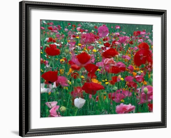 Shirley Mixed and California Poppy Field, Washington, USA-Jamie & Judy Wild-Framed Photographic Print