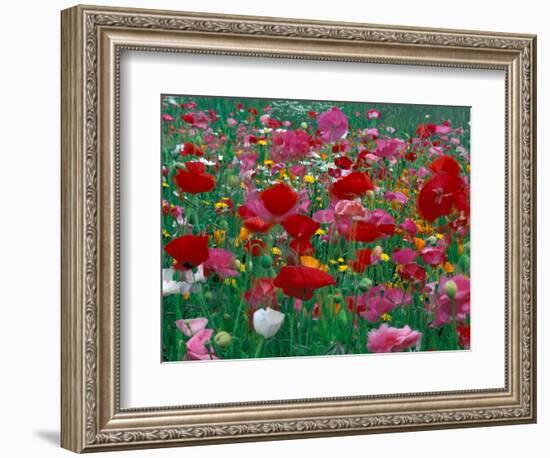 Shirley Mixed and California Poppy Field, Washington, USA-Jamie & Judy Wild-Framed Photographic Print