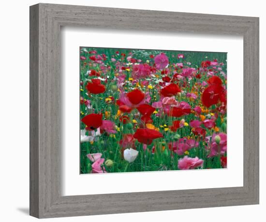 Shirley Mixed and California Poppy Field, Washington, USA-Jamie & Judy Wild-Framed Photographic Print