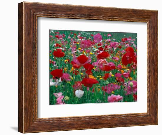 Shirley Mixed and California Poppy Field, Washington, USA-Jamie & Judy Wild-Framed Photographic Print