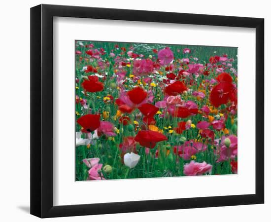 Shirley Mixed and California Poppy Field, Washington, USA-Jamie & Judy Wild-Framed Photographic Print