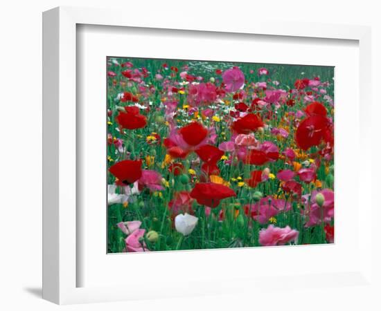 Shirley Mixed and California Poppy Field, Washington, USA-Jamie & Judy Wild-Framed Photographic Print