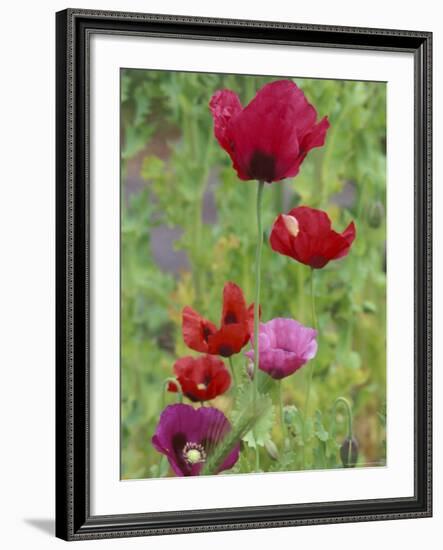 Shirley Mixed Poppies, Port Townsend, Washington, USA-null-Framed Photographic Print