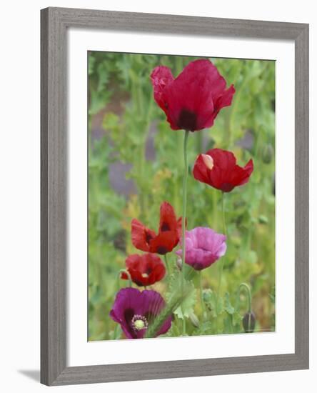 Shirley Mixed Poppies, Port Townsend, Washington, USA-null-Framed Photographic Print