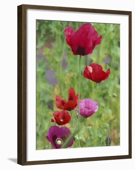 Shirley Mixed Poppies, Port Townsend, Washington, USA-null-Framed Photographic Print