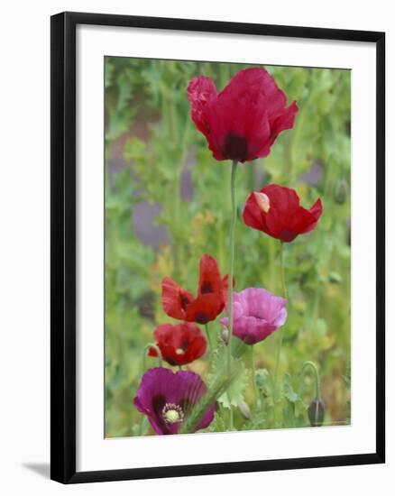 Shirley Mixed Poppies, Port Townsend, Washington, USA-null-Framed Photographic Print