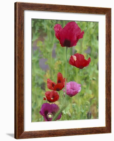 Shirley Mixed Poppies, Port Townsend, Washington, USA-null-Framed Photographic Print