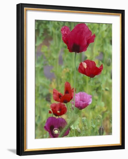 Shirley Mixed Poppies, Port Townsend, Washington, USA-null-Framed Photographic Print