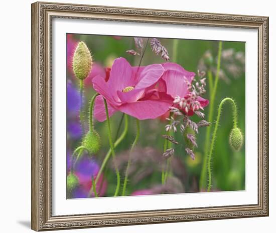 Shirley Poppies-Steve Satushek-Framed Art Print