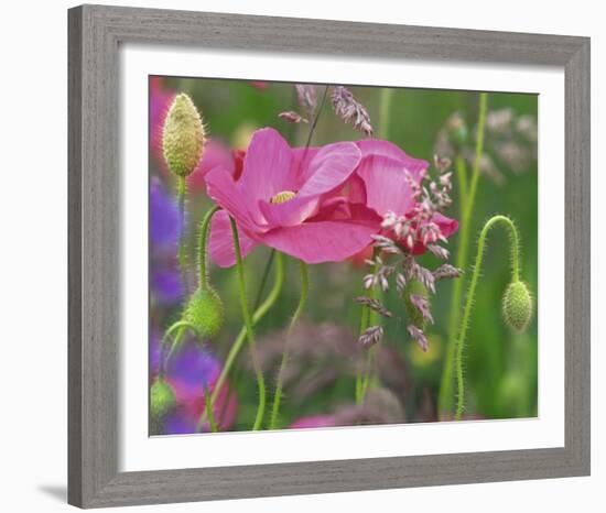 Shirley Poppies-Steve Satushek-Framed Art Print