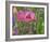 Shirley Poppies-Steve Satushek-Framed Art Print