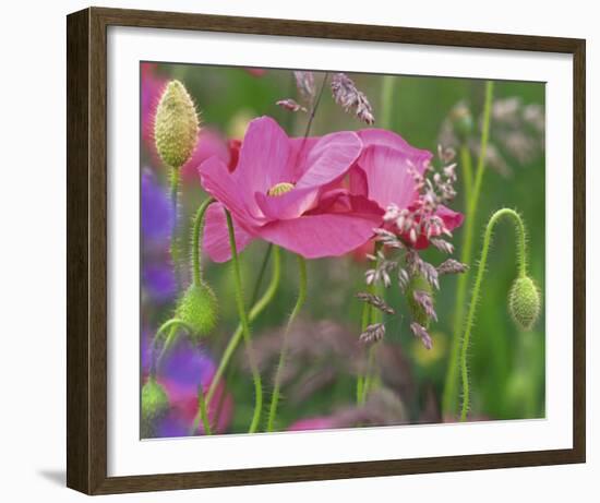 Shirley Poppies-Steve Satushek-Framed Art Print