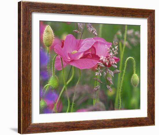 Shirley Poppies-Steve Satushek-Framed Art Print