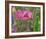 Shirley Poppies-Steve Satushek-Framed Art Print