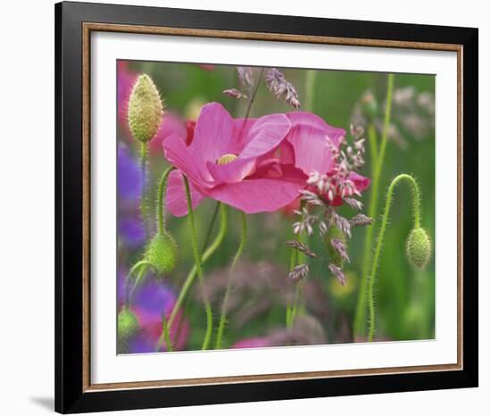 Shirley Poppies-Steve Satushek-Framed Art Print