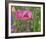 Shirley Poppies-Steve Satushek-Framed Art Print