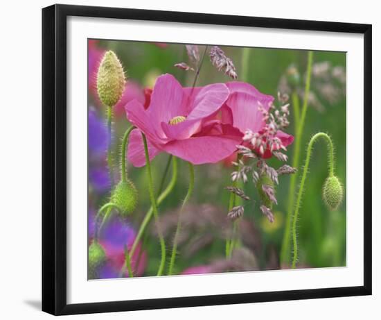 Shirley Poppies-Steve Satushek-Framed Art Print