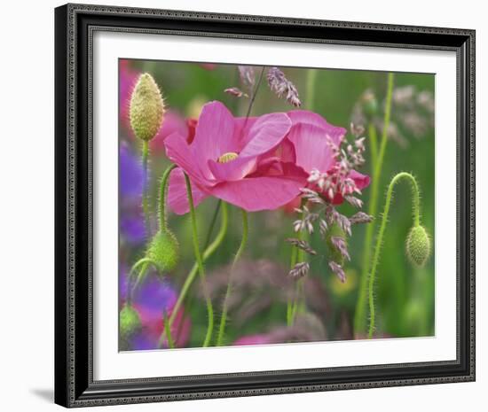 Shirley Poppies-Steve Satushek-Framed Art Print