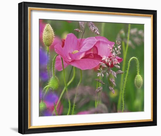 Shirley Poppies-Steve Satushek-Framed Art Print