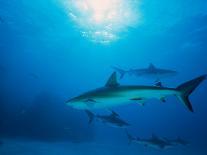 Reef Sharks, Walker's Cay, Bahamas-Shirley Vanderbilt-Framed Premier Image Canvas