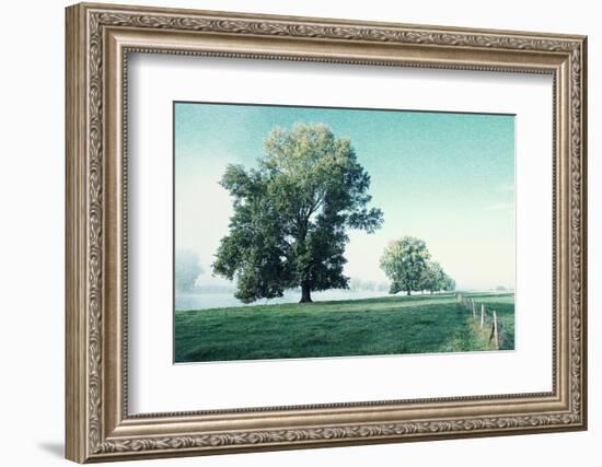 Shivering Trees in Morning Haze-Jacob Berghoef-Framed Photographic Print