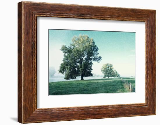 Shivering Trees in Morning Haze-Jacob Berghoef-Framed Photographic Print