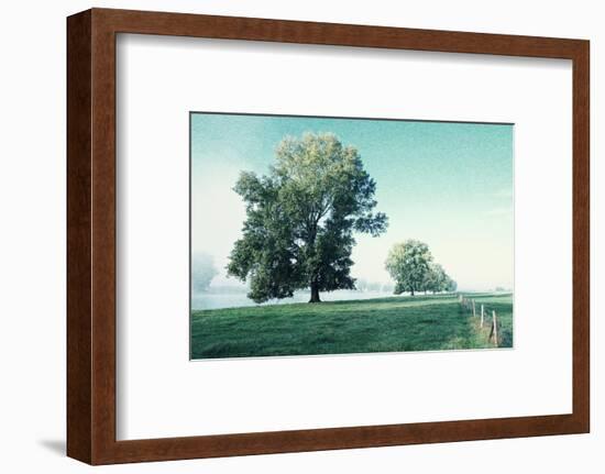 Shivering Trees in Morning Haze-Jacob Berghoef-Framed Photographic Print