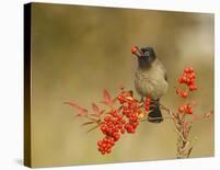 Bulbul With Nandina-Shlomo Waldmann-Stretched Canvas