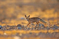Desert Fox and a Carcass-Shlomo Waldmann-Giclee Print