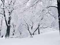 Central Park Covered in Snow, NYC-Shmuel Thaler-Photographic Print