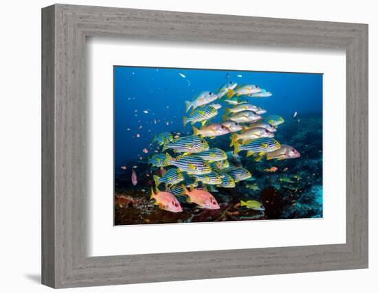 shoal of large reef fish, maldives-alex mustard-Framed Photographic Print