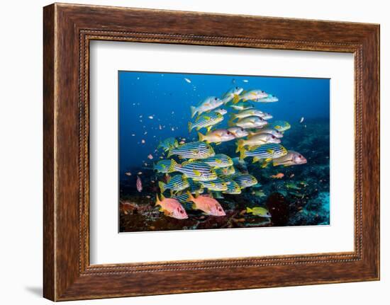 shoal of large reef fish, maldives-alex mustard-Framed Photographic Print